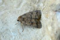 Caradrina morpheus
