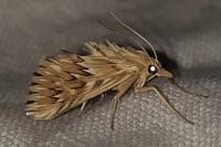 Cynaeda dentalis