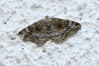 Alcis repandata