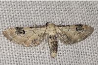 Eupithecia centaureata