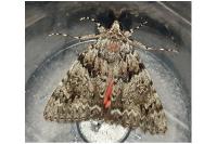 Catocala promissa