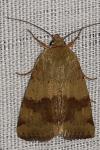 Heliothis viriplaca