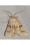 Eremobia ochroleuca