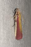 Oncocera semirubella
