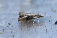 Catoptria verellus