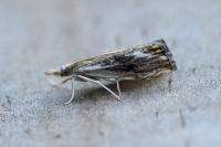 Catoptria verellus