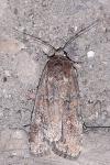 Spodoptera exigua