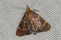 Hypsopygia glaucinalis