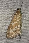 Evergestis frumentalis