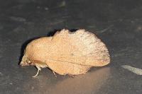 Phyllodesma suberifolia