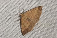 Scopula rubiginata