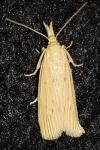 Ematheudes punctella