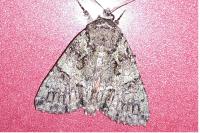 Polyphaenis sericata
