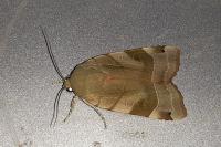 Noctua fimbriata/tirrenica