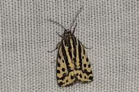 Emmelia trabealis