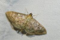 Patania ruralis