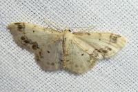 Idaea trigeminata