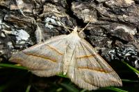 Scotopteryx luridata/mucronata