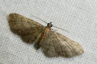 Eupithecia haworthiata
