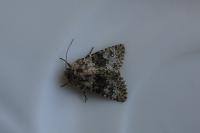 Hecatera dysodea