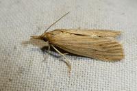 Ematheudes punctella