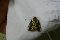 Thyatira batis
