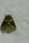 Gluphisia crenata
