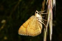 Camptogramma bilineata