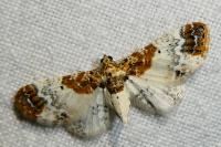 Eupithecia breviculata