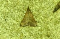 Synaphe punctalis