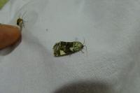 Acontia lucida