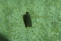 Achroia grisella