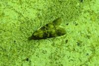 Euzophera pinguis
