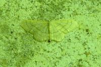 Idaea aversata