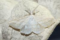 Perconia strigillaria