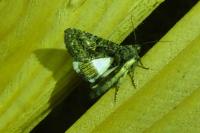 Aedia leucomelas