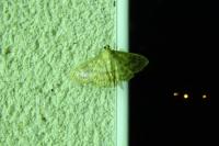 Patania ruralis
