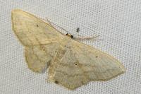 Scopula nigropunctata