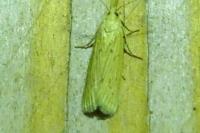 Ematheudes punctella