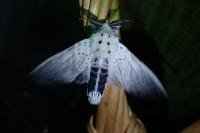 Cerura erminea