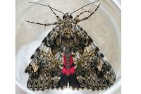 Catocala promissa