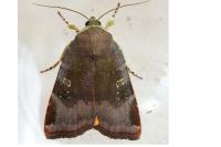 Noctua janthina