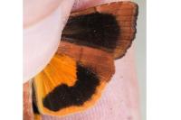 Noctua janthina