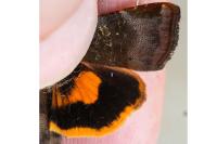 Noctua janthina