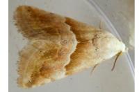 Eublemma parva