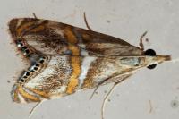 Euchromius anapiellus