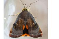 Noctua janthe/janthina
