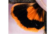Noctua janthe/janthina