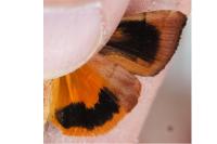 Noctua janthe/janthina