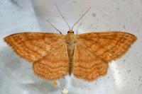 Idaea ochrata